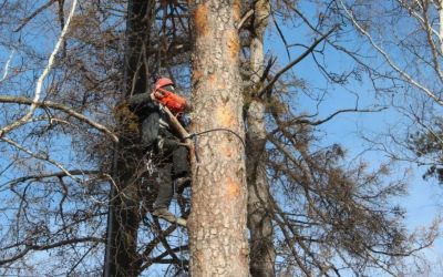 Спил и вырубка деревьев - Екатеринбург, цены, предложения специалистов
