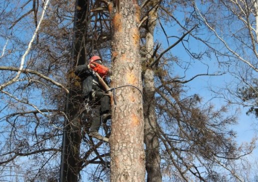 Спил и вырубка деревьев стоимость услуг и где заказать - Екатеринбург