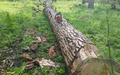 Спил и вырубка деревьев, корчевание пней - Екатеринбург, цены, предложения специалистов