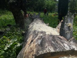 Спил и вырубка деревьев, корчевание пней стоимость услуг и где заказать - Екатеринбург